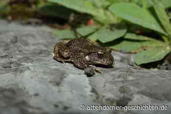 Kreis Olpe sucht den Glockenfrosch • Attendorner Geschichten - Attendorn News - Attendorner Geschichten