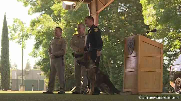‘They Are Absolute Partners’: 9 New Teams Graduate From CHP Canine Academy