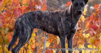 Dog which only understood German commands attacked girl, three, in park - Grimsby Live