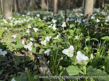 Millbrook trails in bloom with thousands of trilliums - The Peterborough Examiner