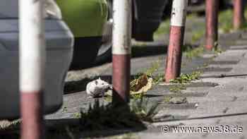 Peine: Ekel-Alarm! Anwohner sprechen von „unhaltbaren Zuständen“ - News38