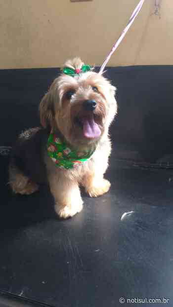 Família procura cachorro desaparecido há 3 dias em Capivari de Baixo - Notisul