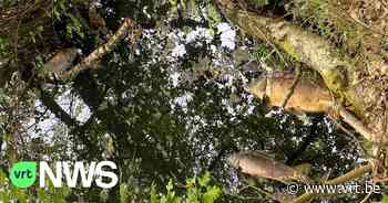 Tientallen dode vissen in vijver van Fort 5 in Edegem: "Mysterie, bij laatste metingen was waterkwaliteit goed" - VRT NWS