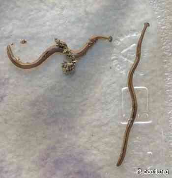 Invasive, Toxic Hammerhead Worms Found in Rhode Island - ecoRI news