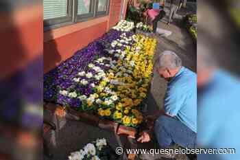 BC campaign aims to create world's largest Ukrainian flag of flowers – Quesnel Cariboo Observer - Quesnel - Cariboo Observer