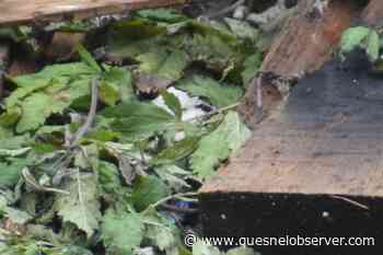 Cannabis law loopholes create challenges for Prince Rupert – Quesnel Cariboo Observer - Quesnel - Cariboo Observer