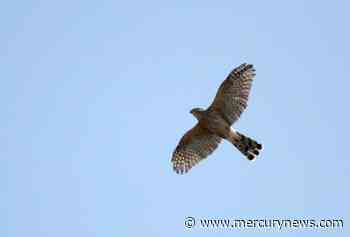 Prickly lemon tree provides emergency shelter for Concord birds - The Mercury News