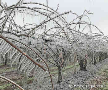 In quanto tempo i ristori delle gelate del 2021? Confagricoltura Cuneo chiede risposte alla Regione - TargatoCn.it