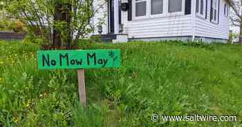 Cape Breton residents encouraged to let lawns run wild for 'No Mow May' - Saltwire