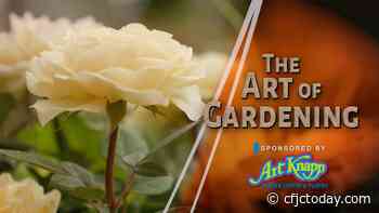 Art of Gardening — Rose Bushes for Springtime - CFJC Today Kamloops