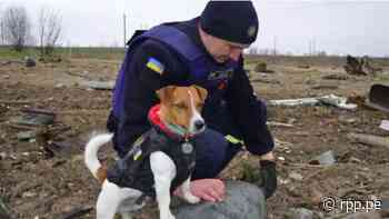 Ucrania: Perro recibe medalla de honor por encontrar más de 200 minas explosivas - RPP Noticias