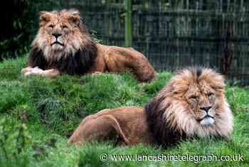 Lion at Blackpool Zoo who was 'king of the pride' dies aged 16