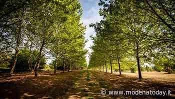 Parco Santacroce di Carpi: una grande festa per l'inaugurazione - ModenaToday