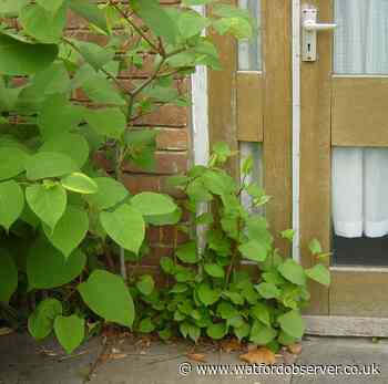 Watford is a Japanese knotweed hotspot, says report