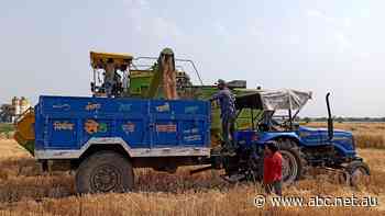 India bans wheat exports as heatwave curbs output, prices soar
