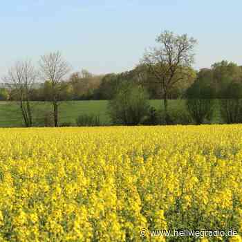 Landwirte im Kreis Soest würden gerne mehr Raps anbauen - Hellweg Radio