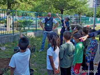 Saronno, un ulivo a scuola per coltivare la pace. Alla Pizzigoni e alla Damiano Chiesa - ilSaronno