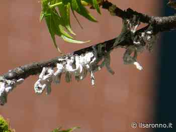 La cocciniglia Takahashia japonica invade Saronno: decine di segnalazioni - ilSaronno