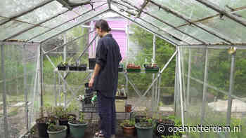 Volkstuinen hebben lange wachtlijsten, maar toch hoef je niet altijd jaren geduld te hebben - OPEN Rotterdam