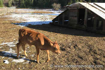 Olds College gets $1.6 million from Alberta Innovates for cow-calf entrepreneurial program - Red Deer Advocate