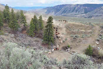 PHOTOS: Indigenous Cariboo horse roundup a time-honoured tradition – Creston Valley Advance - Creston Valley Advance