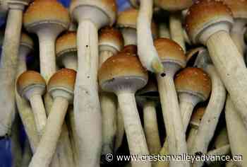 Supreme Court restores man’s acquittal for magic mushroom-fuelled attack - Creston Valley Advance