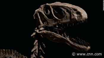 Fossils of a dinosaur that inspired 'Jurassic Park' sold for over $12 million