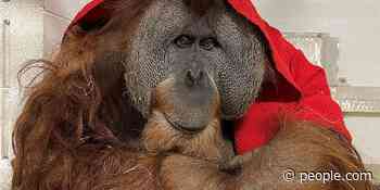 Birmingham Zoo's Oliver the Orangutan on the Mend Following Surgery to Remove Tumor - PEOPLE