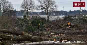 Lindau: Rodung an Therme war teilweise nicht rechtens - Schwäbische