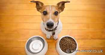 Dogs going off their food could be a sign of illness or anxiety, expert claims - The Mirror
