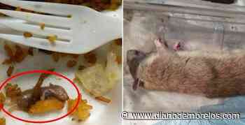 Encuentran ratas en un local de comida china en Villahermosa, Tabasco; otro más fue clausurado - Diario de Morelos