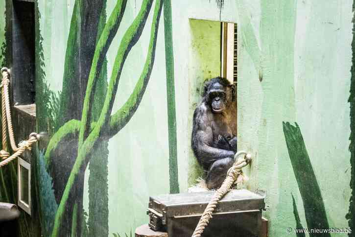 Bonobo Zamba ontsnapte (niet eerste keer) met indrukwekkende sprong van zeven meter