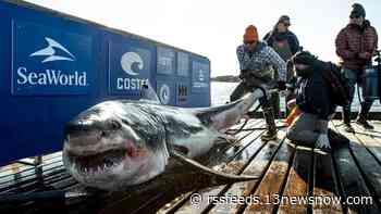 Ironbound the great white shark pings off the coast of North Carolina