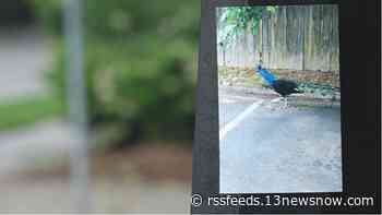 'Everybody's out there looking for it' | Roaming peacock in Chesapeake becomes talk of the town
