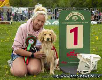 Basildon dog wins most handsome competition to earn Crufts spot | Echo - Southend Echo