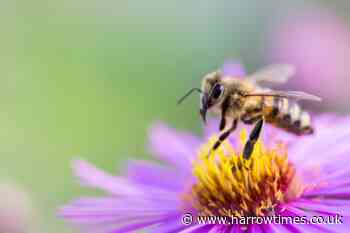 Best flowers and plants for bees that you should have in your garden from Flying Flowers