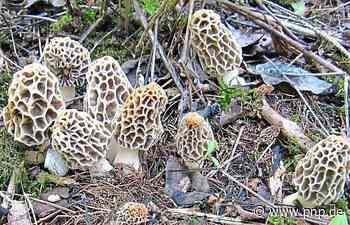 Ein hochwertiger Speisepilz - Traunstein/Traunreut/Trostberg - Passauer Neue Presse - PNP.de