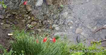 Ancora vandalismi in centro a Merano: danni e rifiuti sparsi in giro - Alto Adige