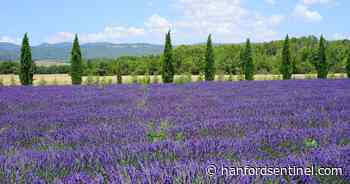 Ceanothus, or wild lilac, is a showy shrub | Master Gardener - Hanford Sentinel
