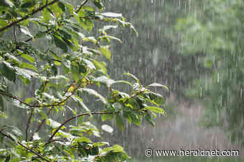 Why is the Whistling Gardener still wearing a turtleneck? | HeraldNet.com - The Daily Herald