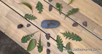 A gardener's guide to mental health - The Dallas Morning News