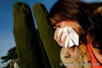 Allergies aux pollens: les Alpes-Maritimes et le Var en alerte rouge