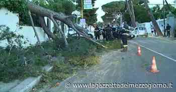Bari, albero caduto in via De Gasperi: traffico in tilt - La Gazzetta del Mezzogiorno