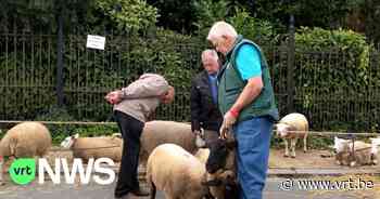 Veeprijskamp komt terug naar jaarmarkt Bornem: "Zonder dieren is de markt niet compleet" - VRT NWS