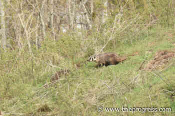 Endangered badger raising family of 3 in developing Cariboo neighbourhood – Chilliwack Progress - Chilliwack Progress