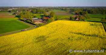 Het koolzaad van Catan op een geel veld in Zenderen - Tubantia