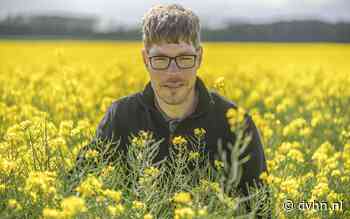 Delen van Groningen kleuren weer geel, maar van een echte opmars van koolzaad is nog geen sprake. 'Het is een beetje een gok' - Dagblad van het Noorden