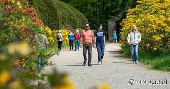 Het kleurrijke Azelealaantje in Doorwerth had geel moeten zijn: over hoe een foutje goed uitpakte - AD.nl
