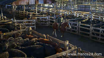 Cierra tradicional mercado de ganado en pleno Buenos Aires - FRANCE 24 Español