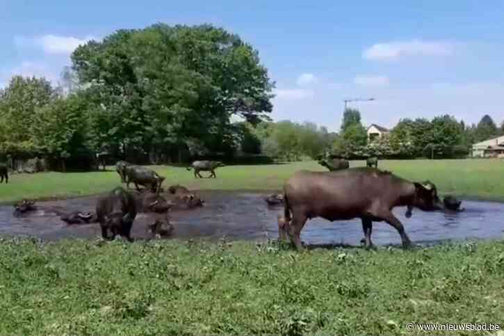 Tientallen bezoekers van waterbuffelboerderij zijn getuige van bevalling van twee koeien